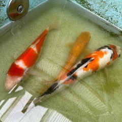 錦鯉　　水槽　めだか　メダカ　金魚　　　
