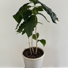 コーヒーの木　観葉植物
