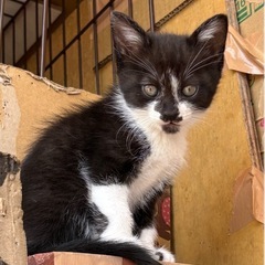 残った仔猫 １ヶ月ちょっとのオス (♂)