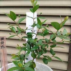 ギンバイカ挿し木苗