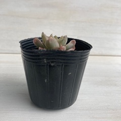 多肉植物　ハオルチア　ロゼア①の画像