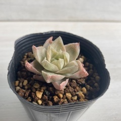 多肉植物　ハオルチア　ロゼア①の画像