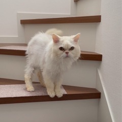 綺麗な白猫君☆