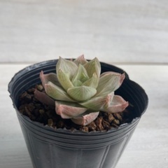 多肉植物　ハオルチア　ロゼア②の画像
