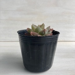 多肉植物　ハオルチア　ロゼア②の画像