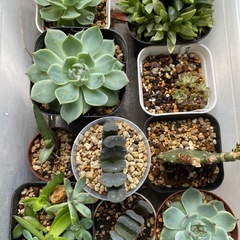 多肉植物セット