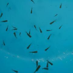 🉐🈹【早い者勝ち】🥰かわいい らんちゅう・選べる稚魚 20…