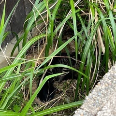 猫を引き取っていただける方を探しております。