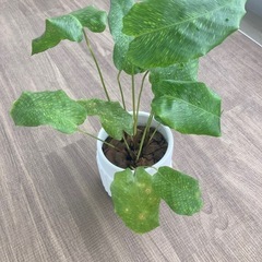 カラテア　ムサイカ　植物