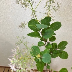 ②🌳スモークツリー（ピンクパール）の画像