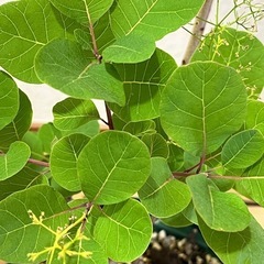 ②🌳スモークツリー（ピンクパール）