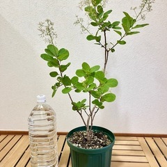 ②🌳スモークツリー（ピンクパール）の画像