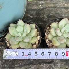 多肉　多肉植物　エケベリア　バブルガムの画像