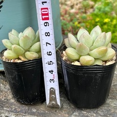 多肉　多肉植物　エケベリア　バブルガムの画像