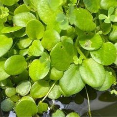 浮草　アマゾンフロッグピット　10株