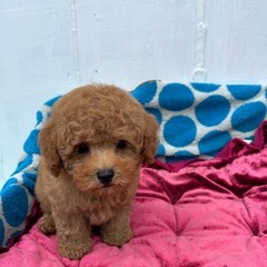 プードル仔犬ちゃん販売犬🍀