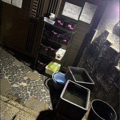 毎週土曜日10:00〜　無人販売でメダカの卵を販売します。