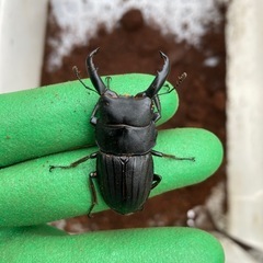 人気種！スジブトヒラタクワガタ　ペア
