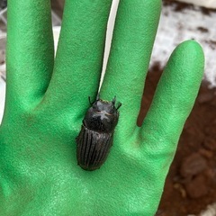スジブトヒラタクワガタ　ペアの画像