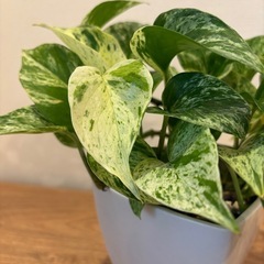観葉植物　ポトスの画像