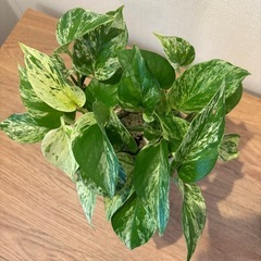 観葉植物　ポトスの画像