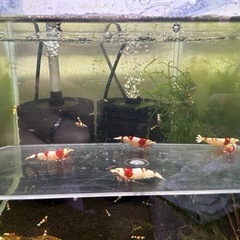 レッドビーシュリンプ 種親メス