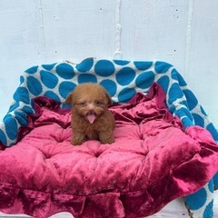 トイプードル仔犬ちゃん販売🍀
