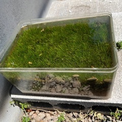 水草　エビや熱帯魚