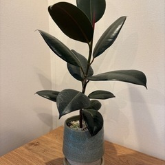 観葉植物　黒ゴムの木