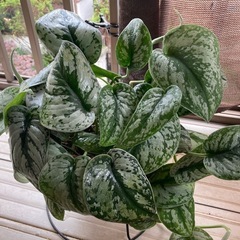 観葉植物　スキンダプサス　シラフカズラ