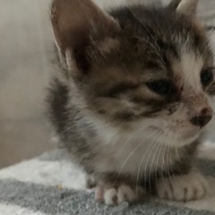 ちびちゃん♡