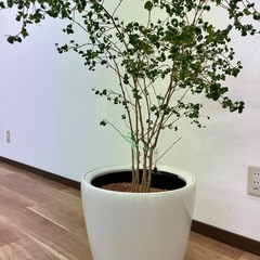 観葉植物　ベンジャミン