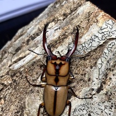 KOTA's insect  P.カネギエーテル KOTA店長ブリード