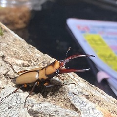 KOTA's insect  P.カネギエーテル KOTA店長ブリードの画像