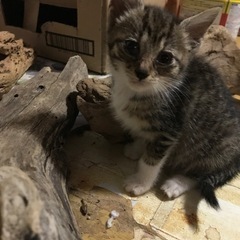 ちっちちゃん