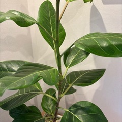 【終了】観葉植物　ゴムの木（フィカス・アルテシマ）の画像