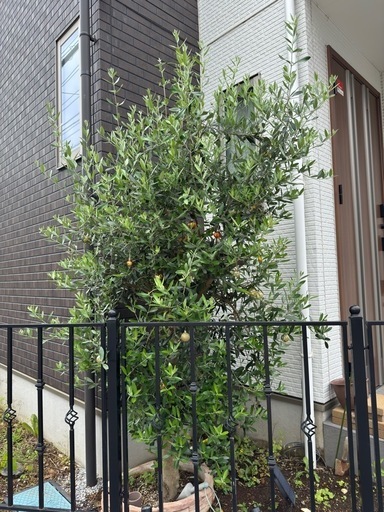 【終了】15年ものオリーブ苗