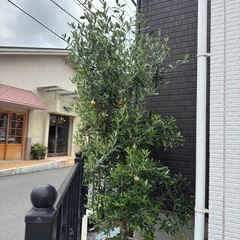 【終了】15年ものオリーブ苗の画像