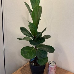 観葉植物　カシワバゴムノキの画像