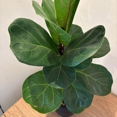 観葉植物　カシワバゴムノキの画像