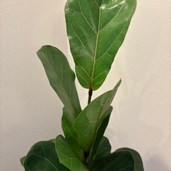 観葉植物　カシワバゴムノキの画像
