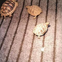 リクガメ飼育始めました。