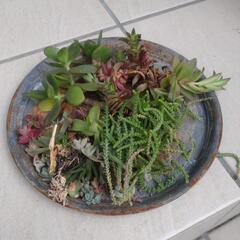 多肉植物　カット苗