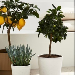 Ｈ＆Ｍ　プランター　植木鉢　ホワイトの画像