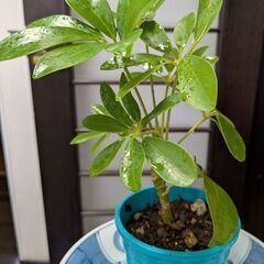 シェフレラ①　観葉植物