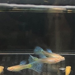 RREAブルーグラスグッピーの画像