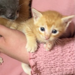 激かわ♡茶トラくん♡生後7週くらい