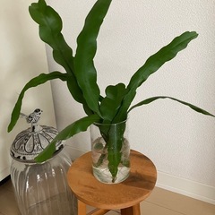 ①月下美人
