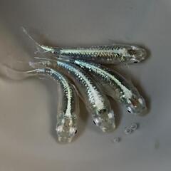 サバの極みメダカ♂２♀２【２】