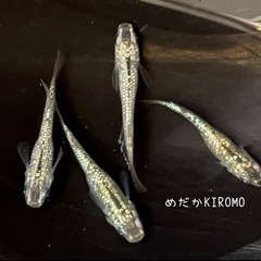 現物販売 シャンパンゴールドラメメダカ 2ペア ※2024年生ま...